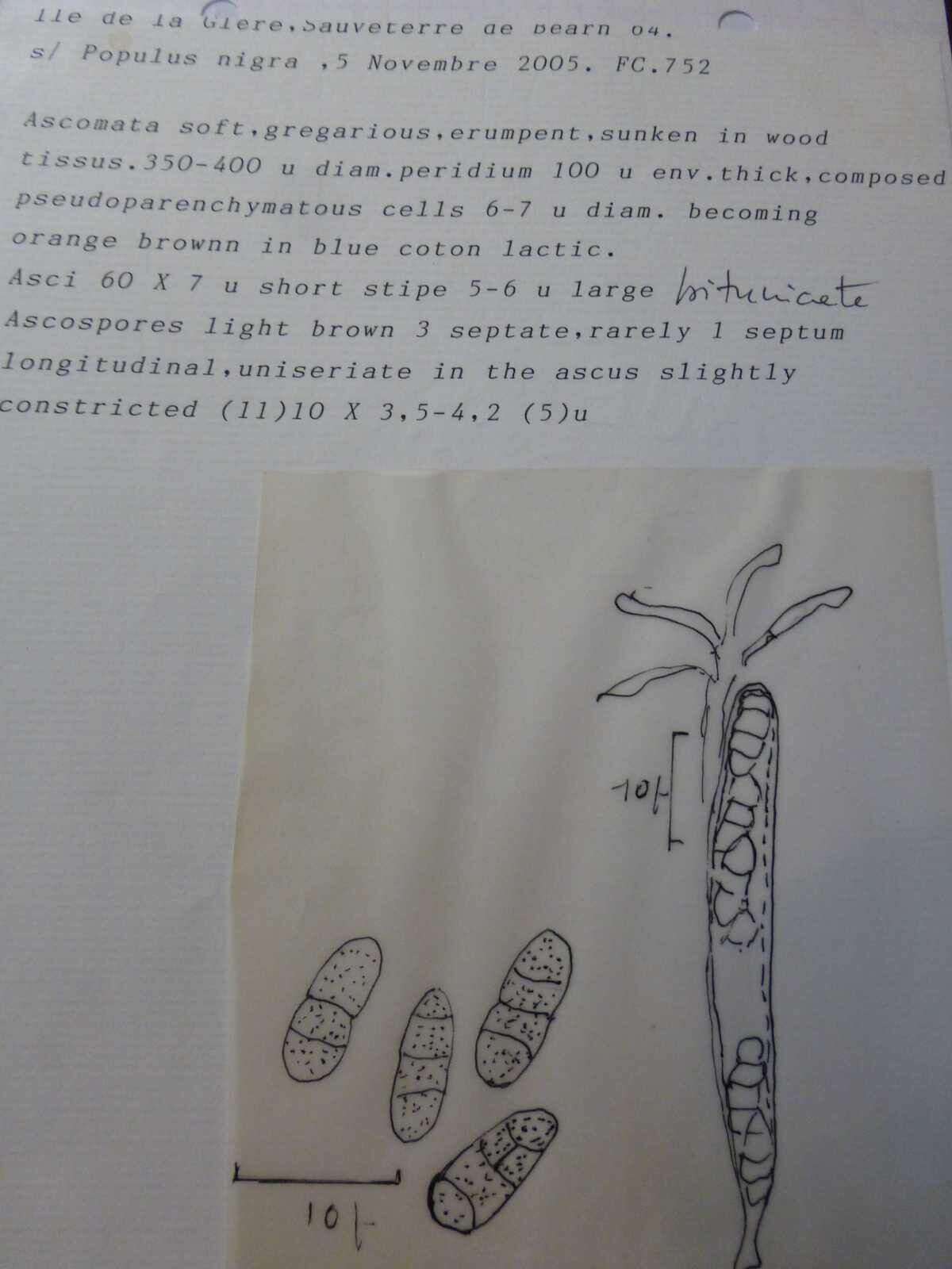 Trematosphaeria pertusa image