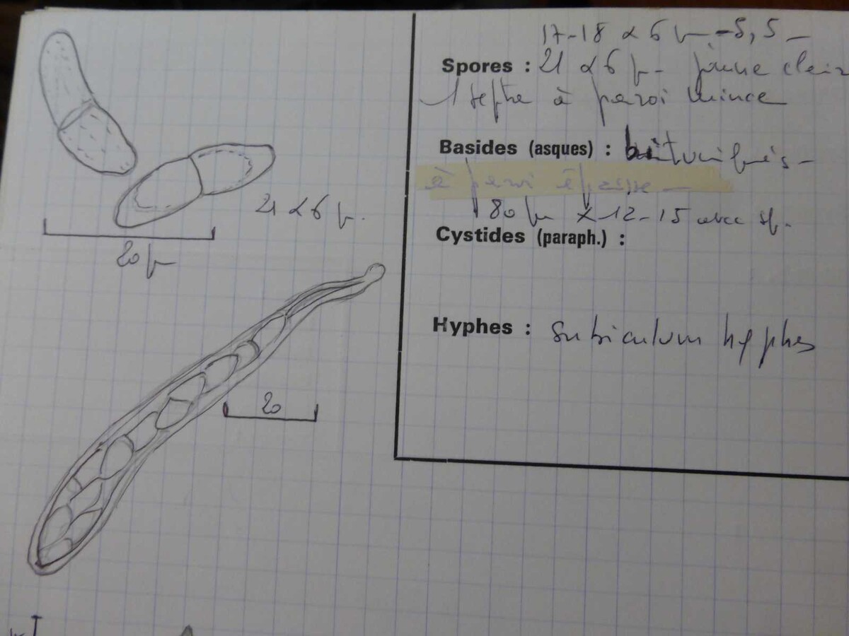 Byssosphaeria rhodomphala image