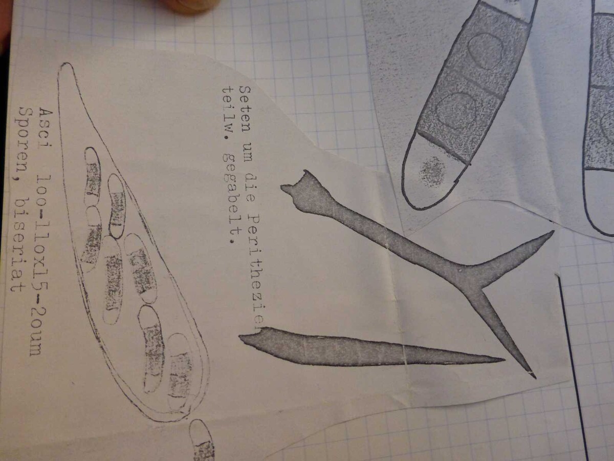Chaetosphaerellaceae image