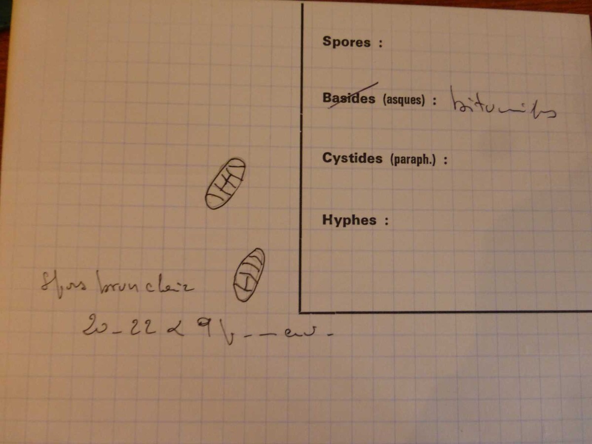 Thyridiaceae image