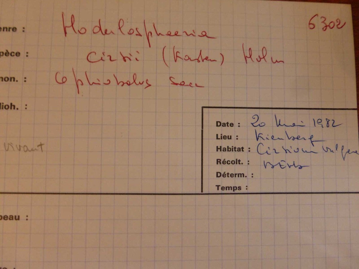 Nodulosphaeria cirsii image