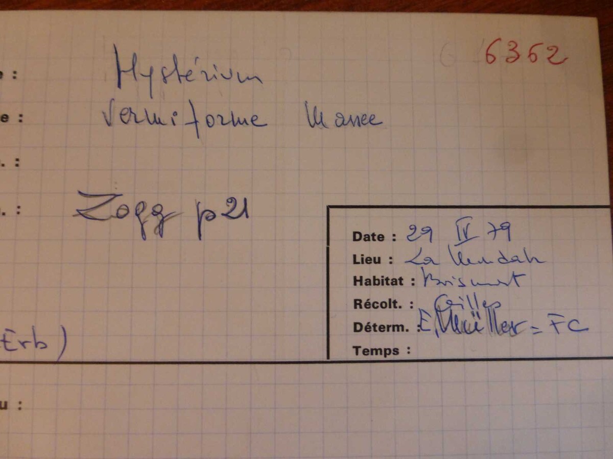 Hysterium vermiforme image