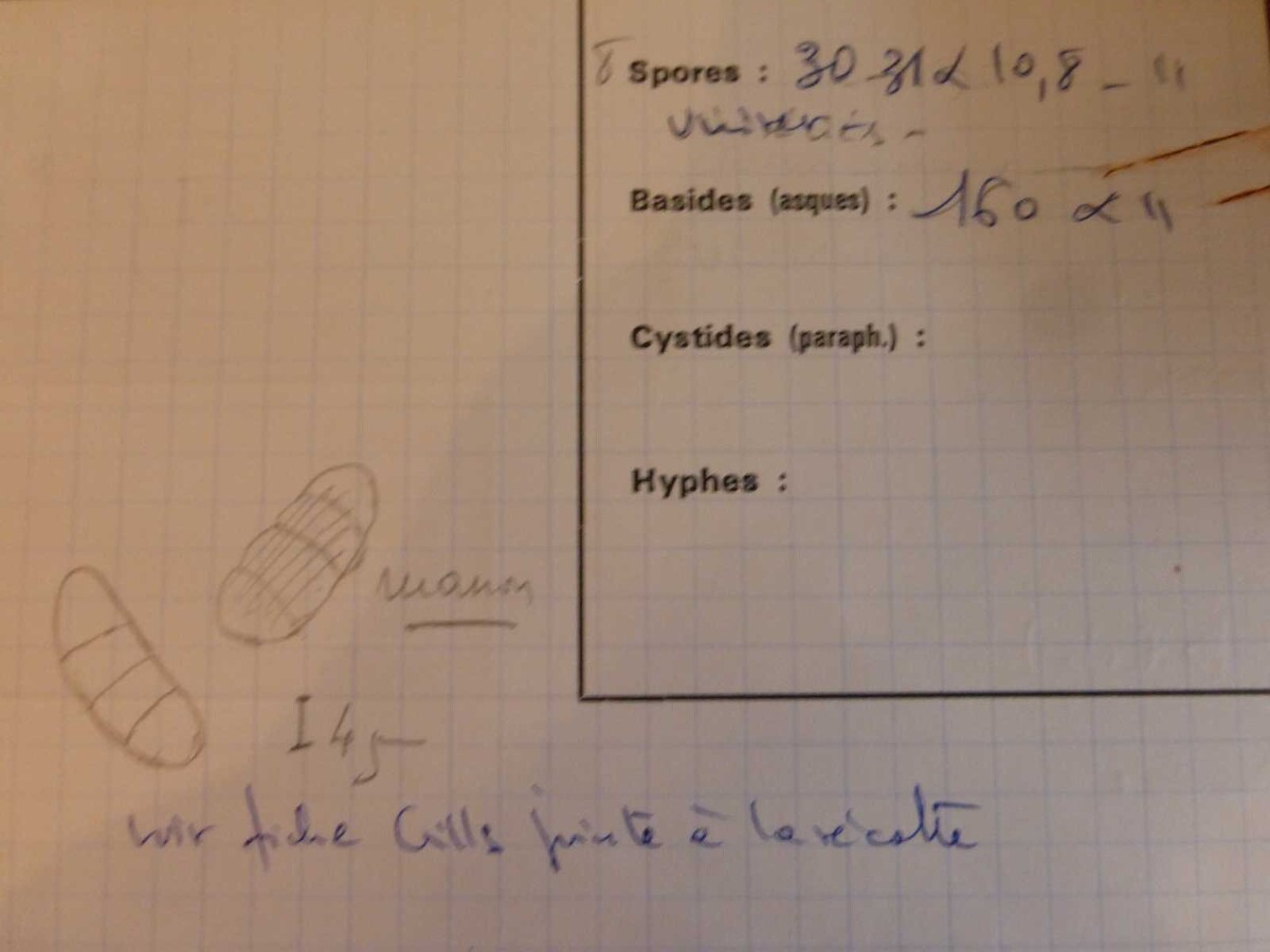 Hysterium vermiforme image