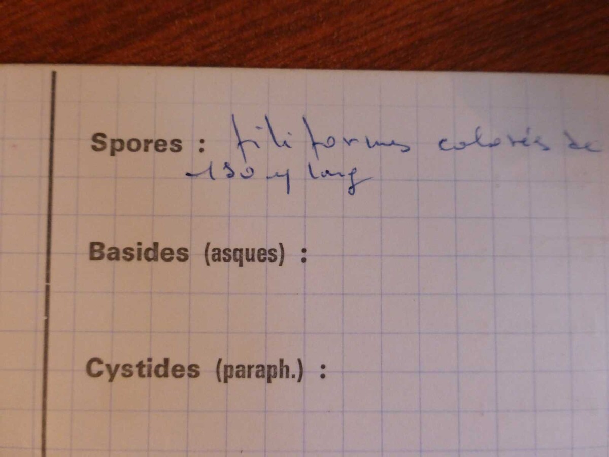 Lophium image