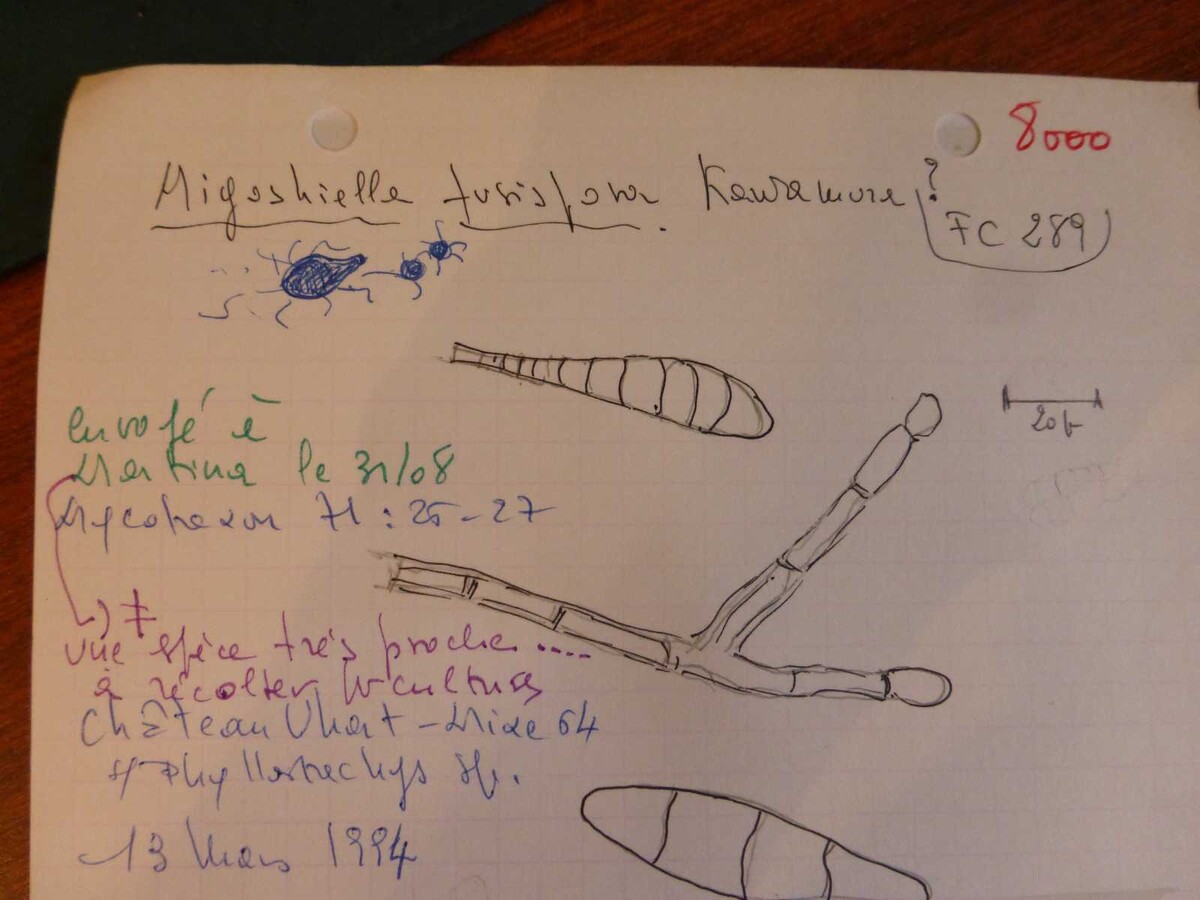 Miyoshiella fusispora image