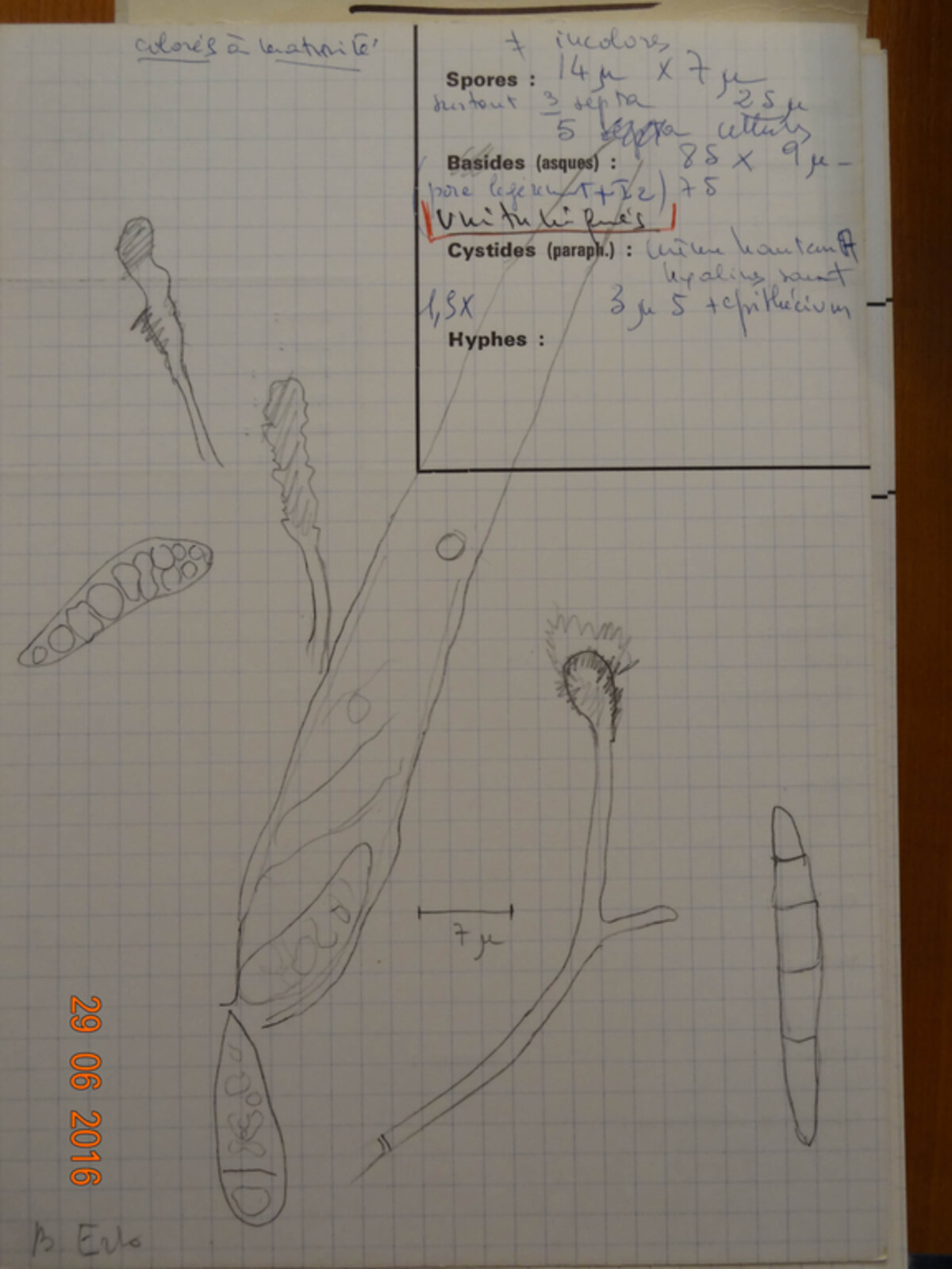 Xylogramma image