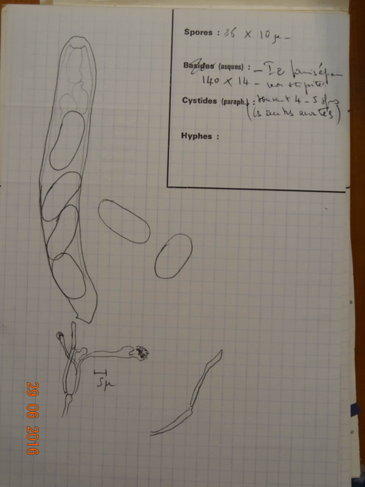 Pezicula populi image