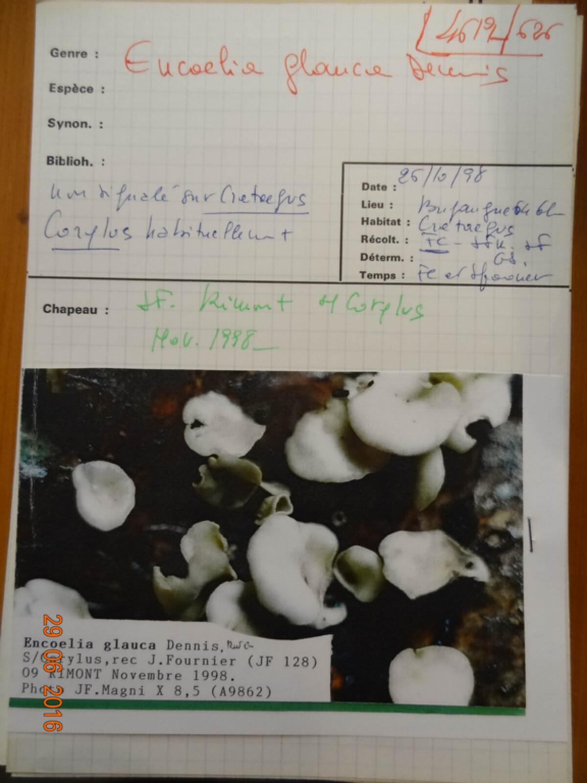 Claussenomyces olivaceus image