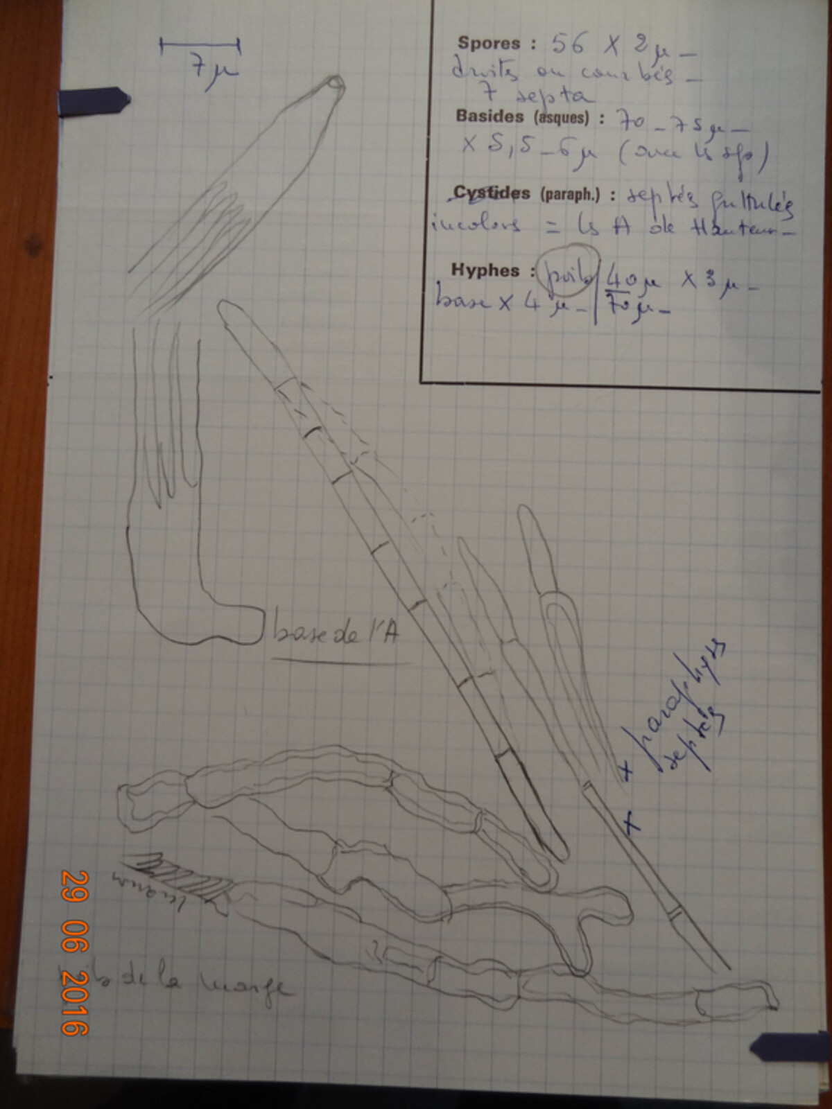 Naemacyclus fimbriatus image