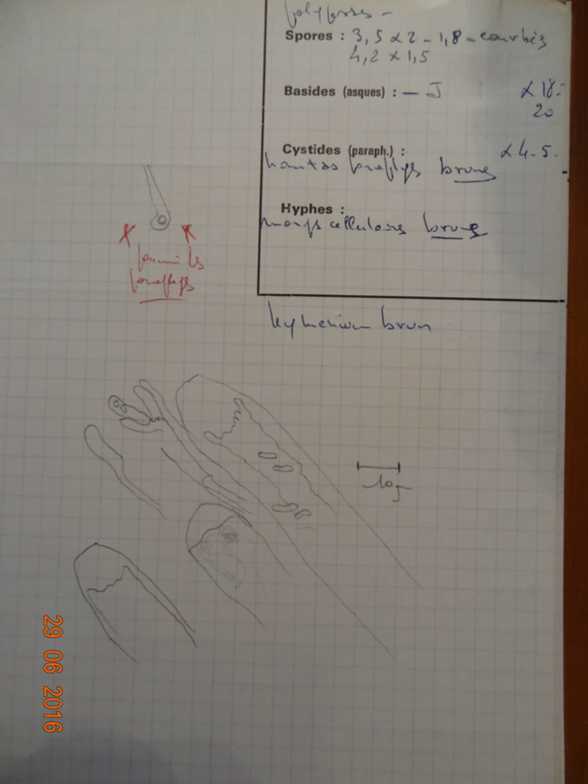 Schizoxylon nigrellum image