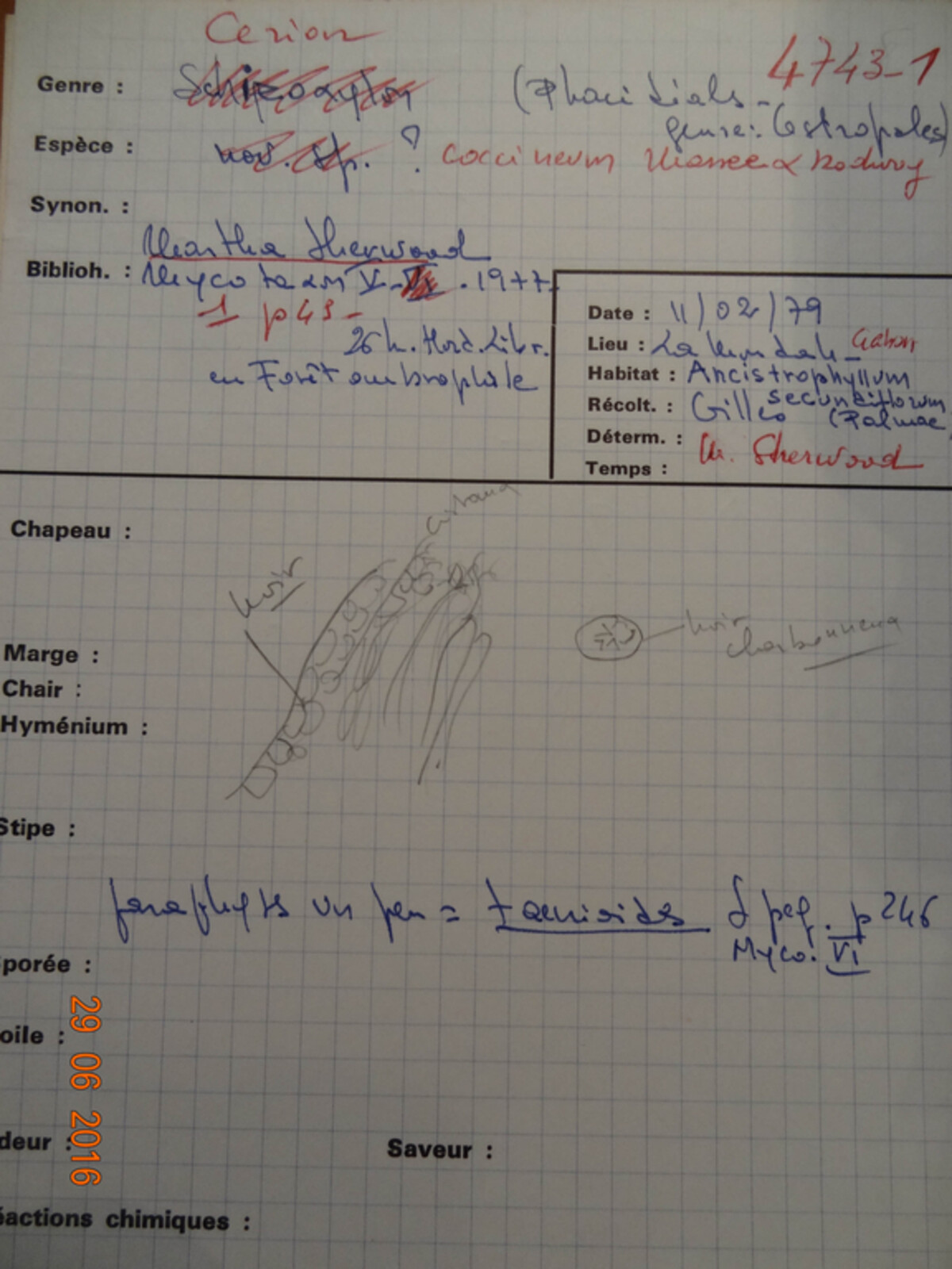 Cerion coccineum image