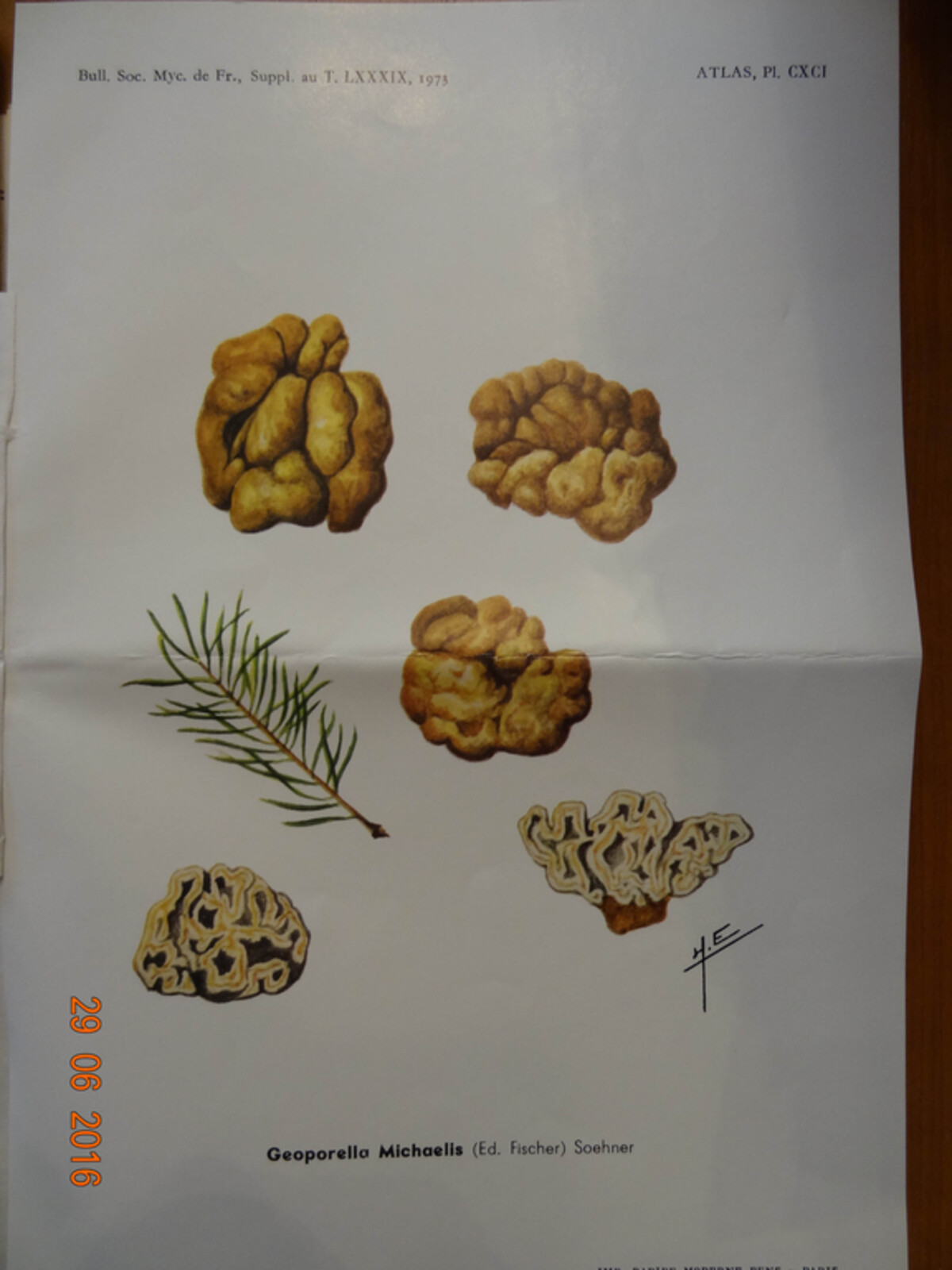 Hydnotrya michaelis image