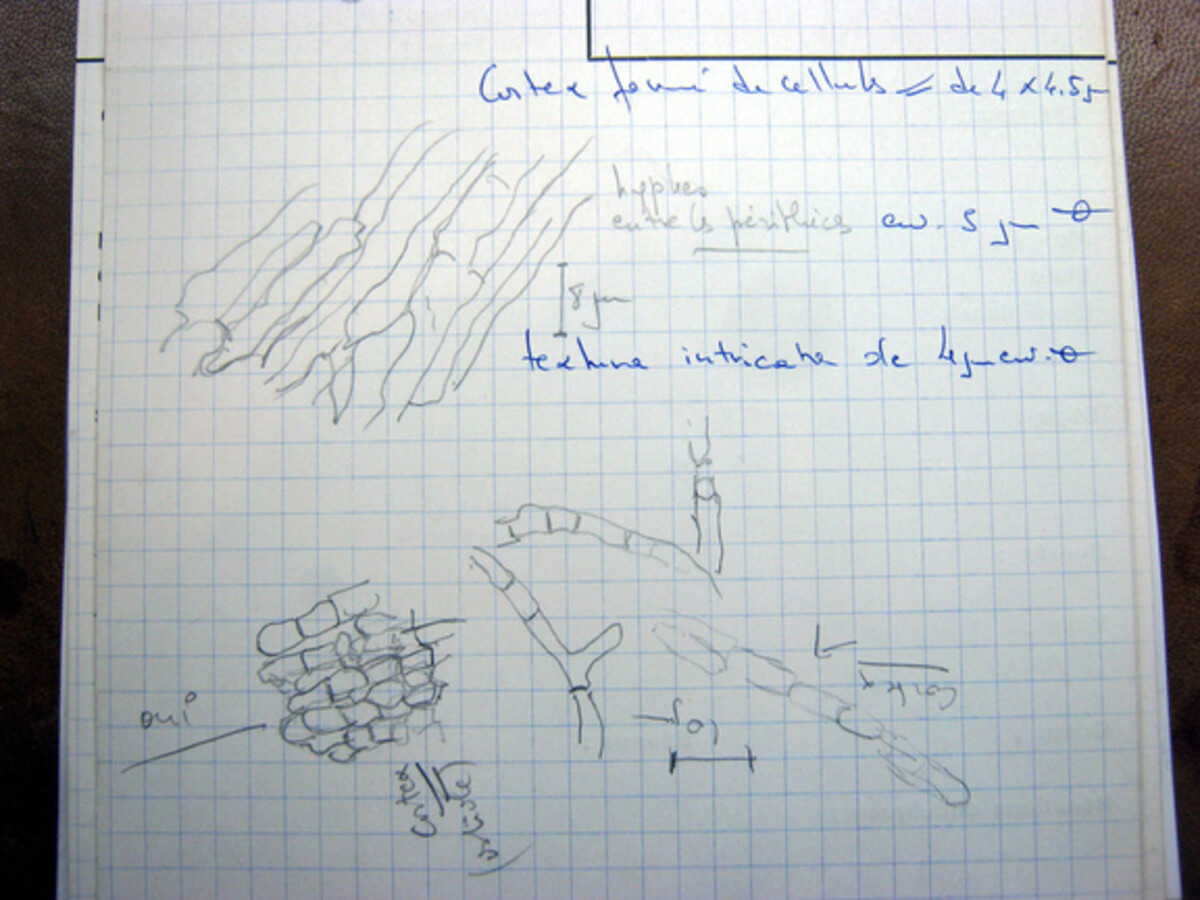 Cordyceps martialis image