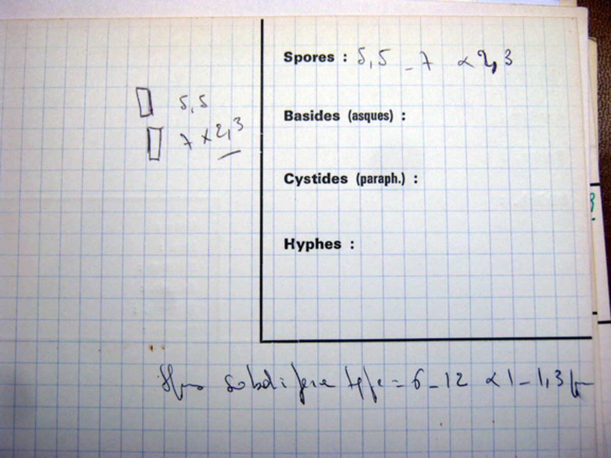 Ophiocordyceps sobolifera image