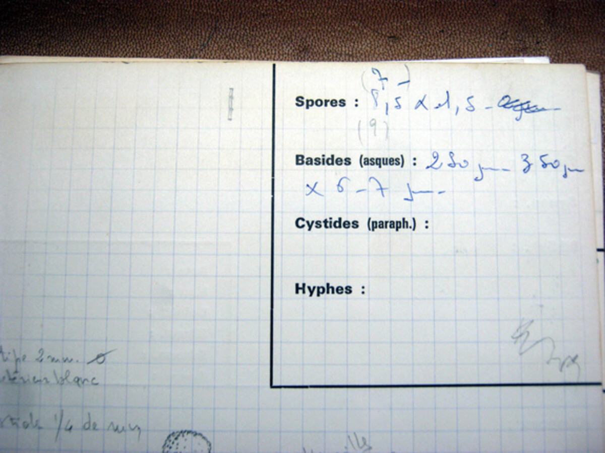 Cordyceps intermedia image