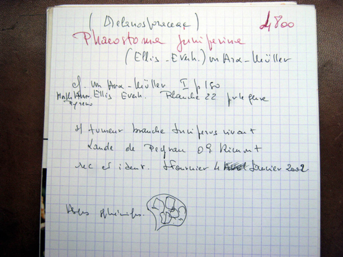 Phaeostoma juniperinum image