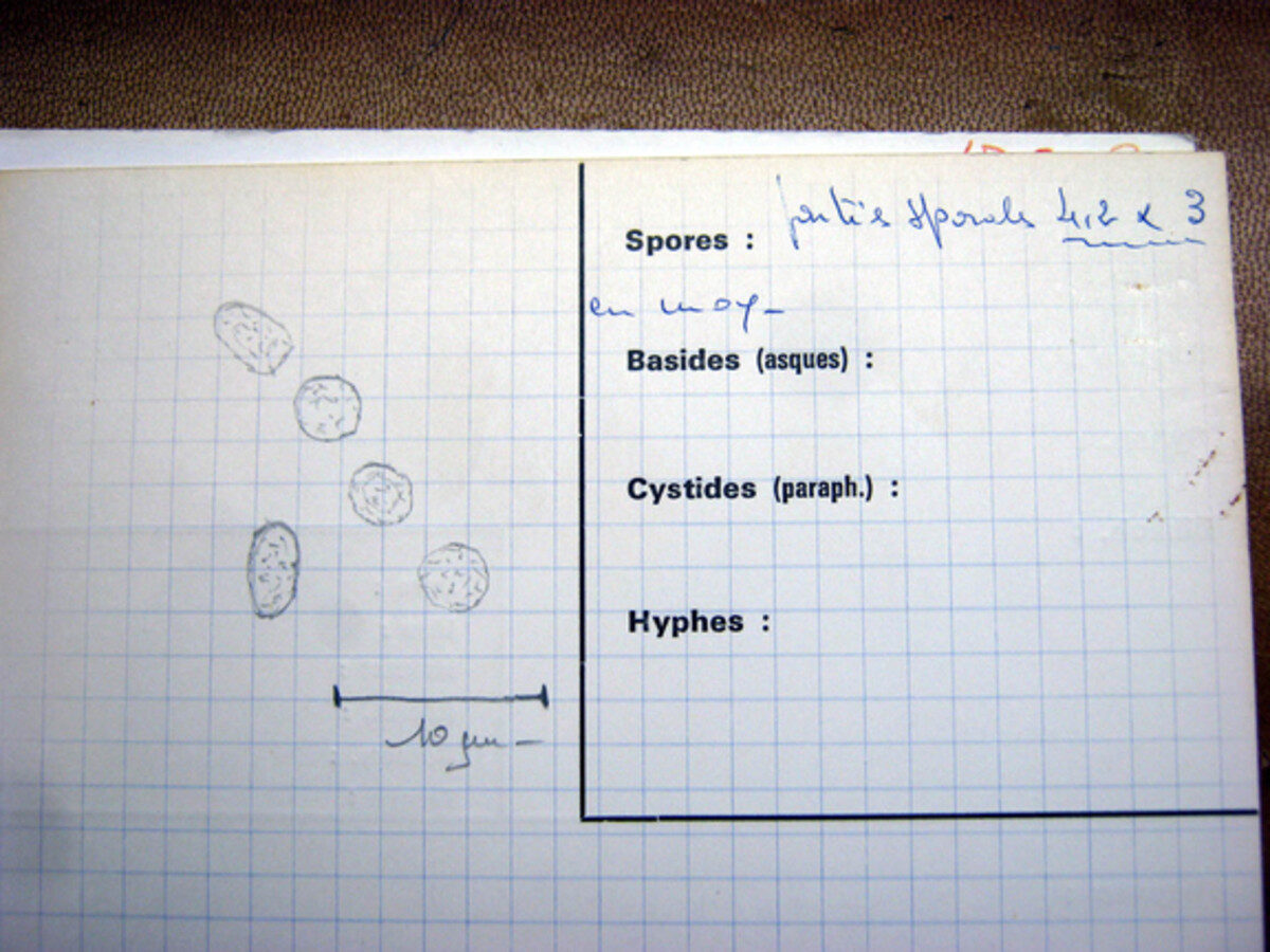 Hypocrea microrufa image