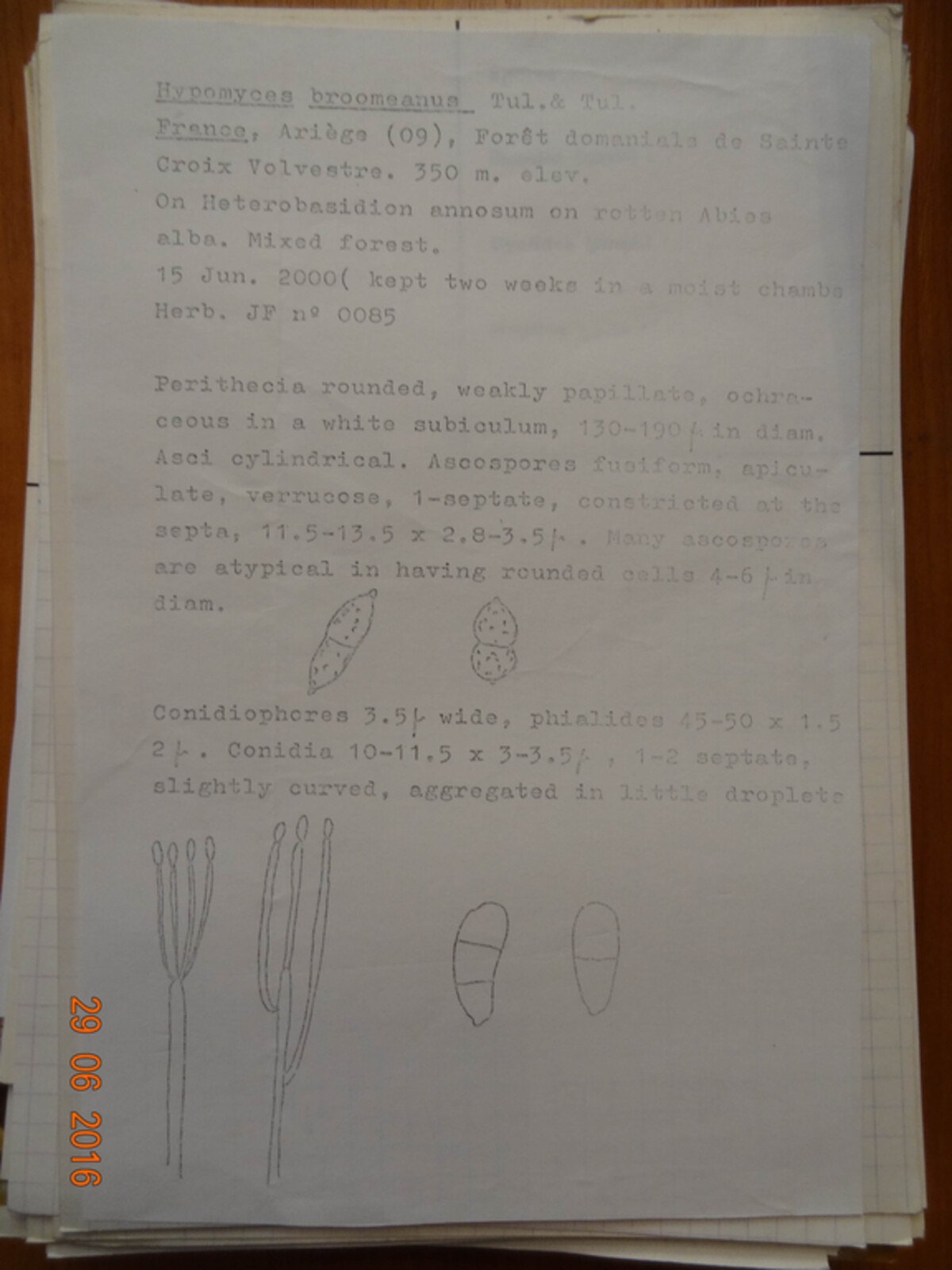 Nectriopsis broomeana image