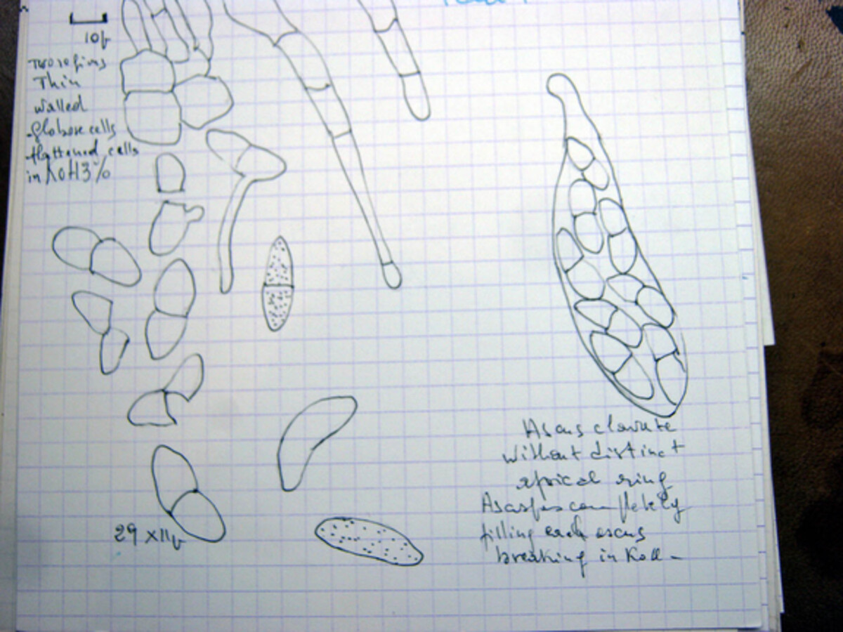 Hydropisphaera dolichospora image