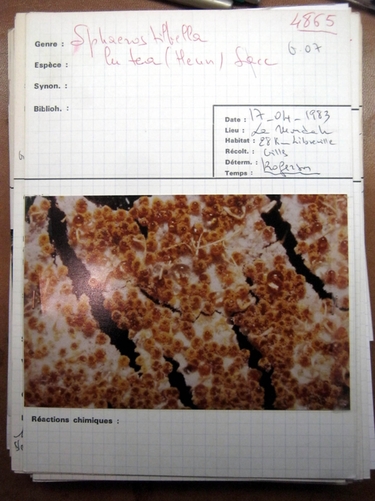 Sphaerostilbella image