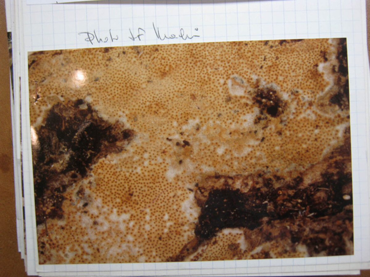 Hypocreopsis subiculoides image