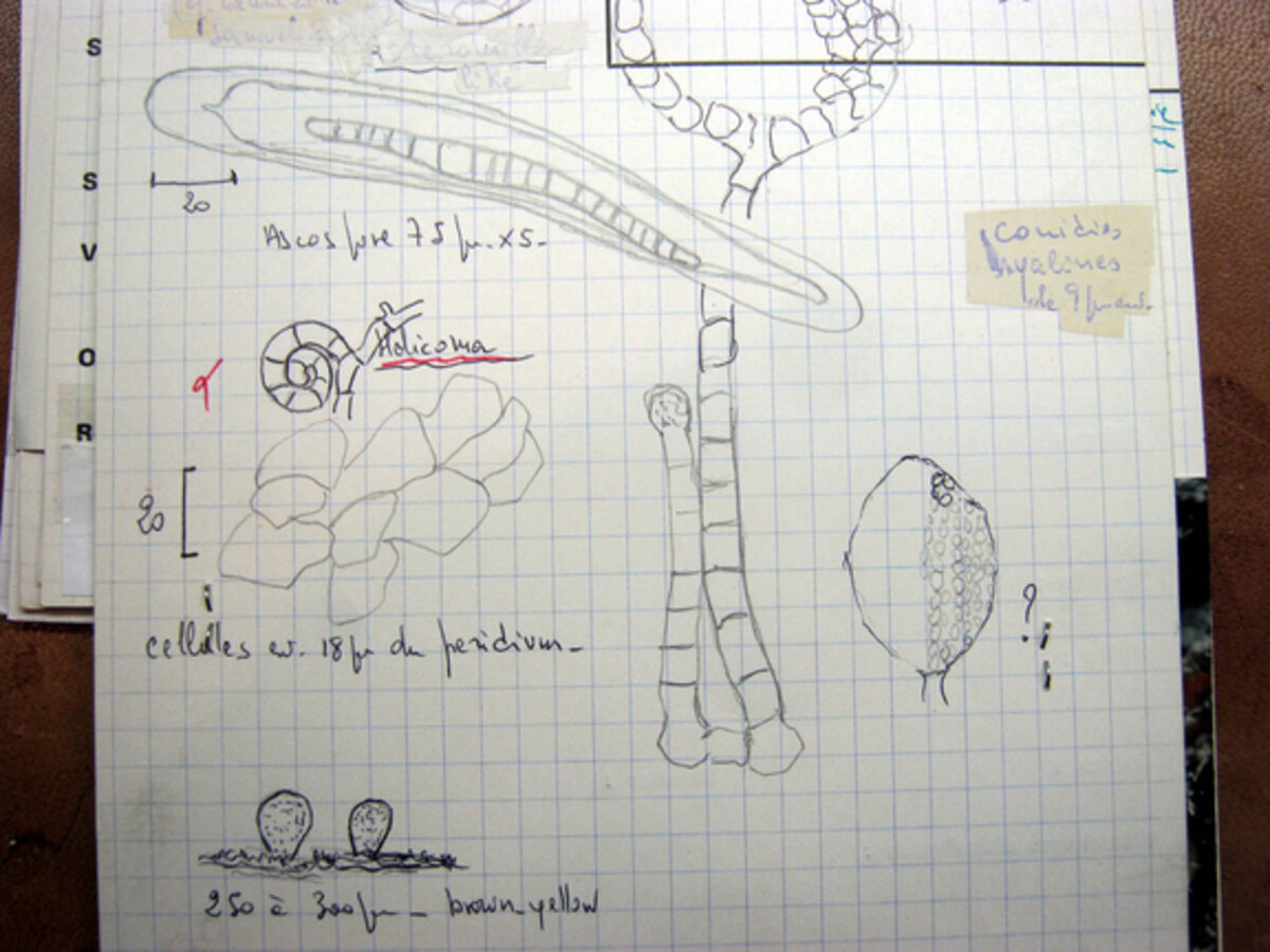 Thaxteriella helicoma image