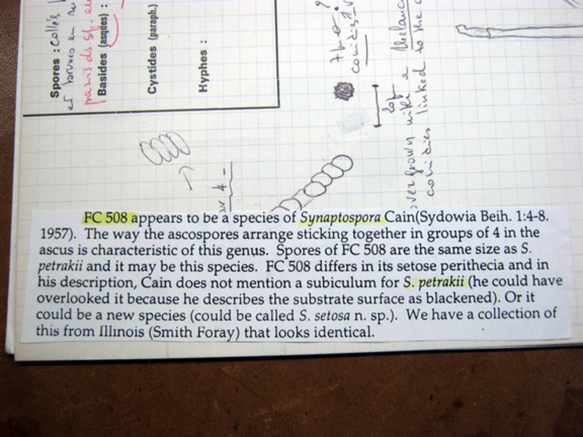 Coniochaetaceae image