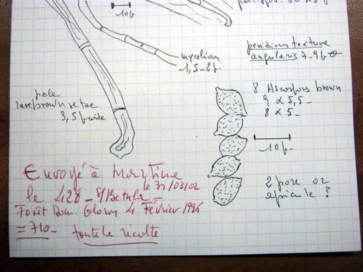 Synaptospora image
