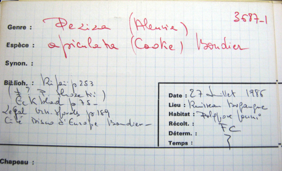 Peziza apiculata image