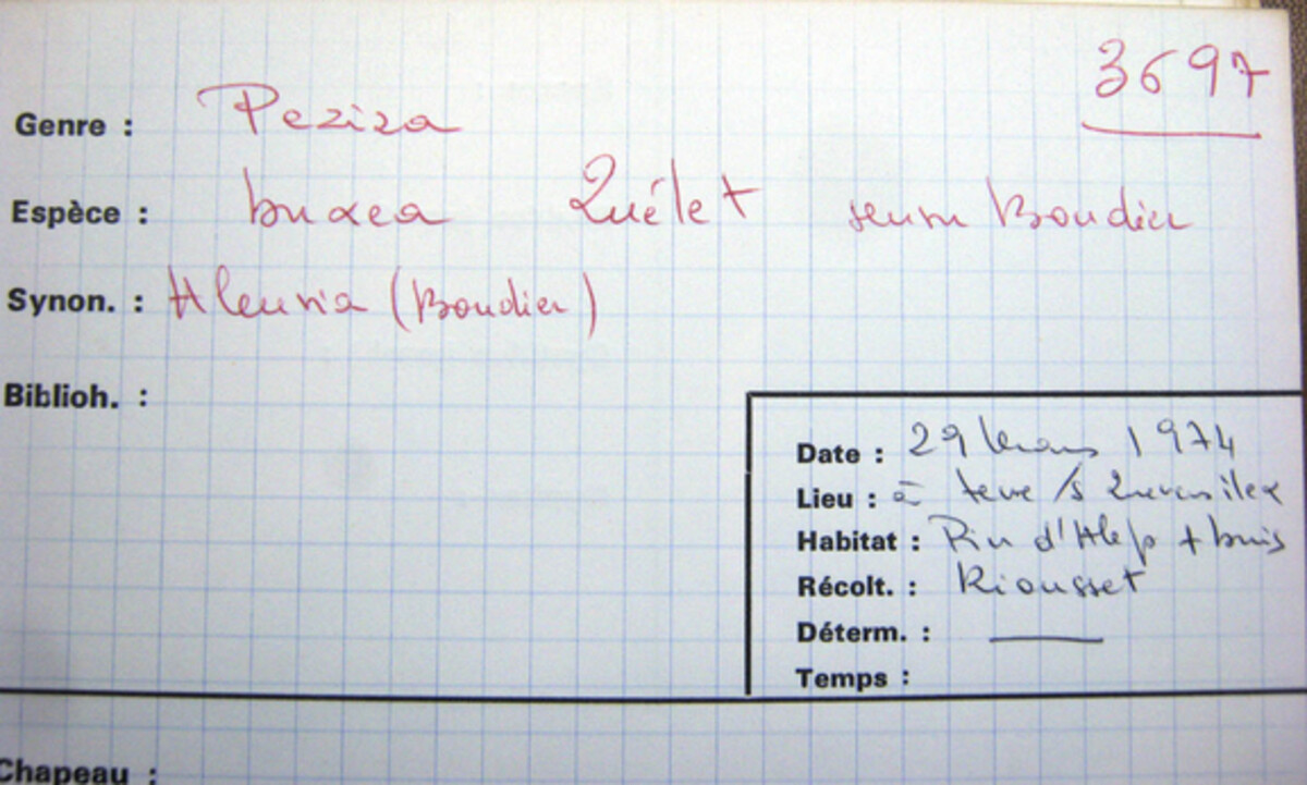 Peziza buxea image