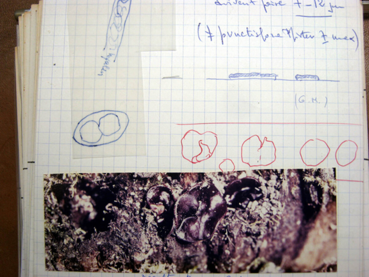 Pachyella violaceonigra image