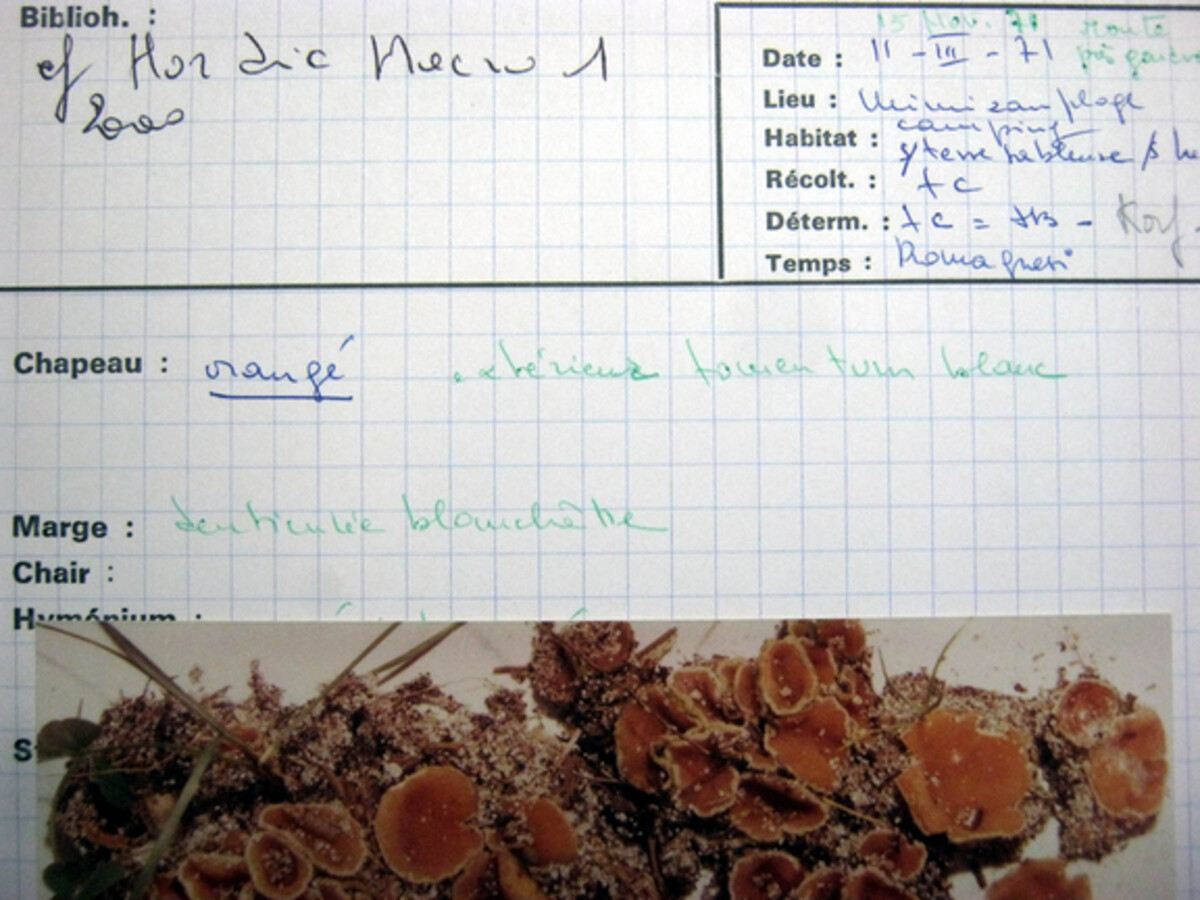 Pustularia patavina image