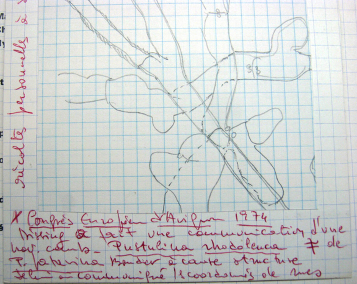 Rhodoscypha ovilla image