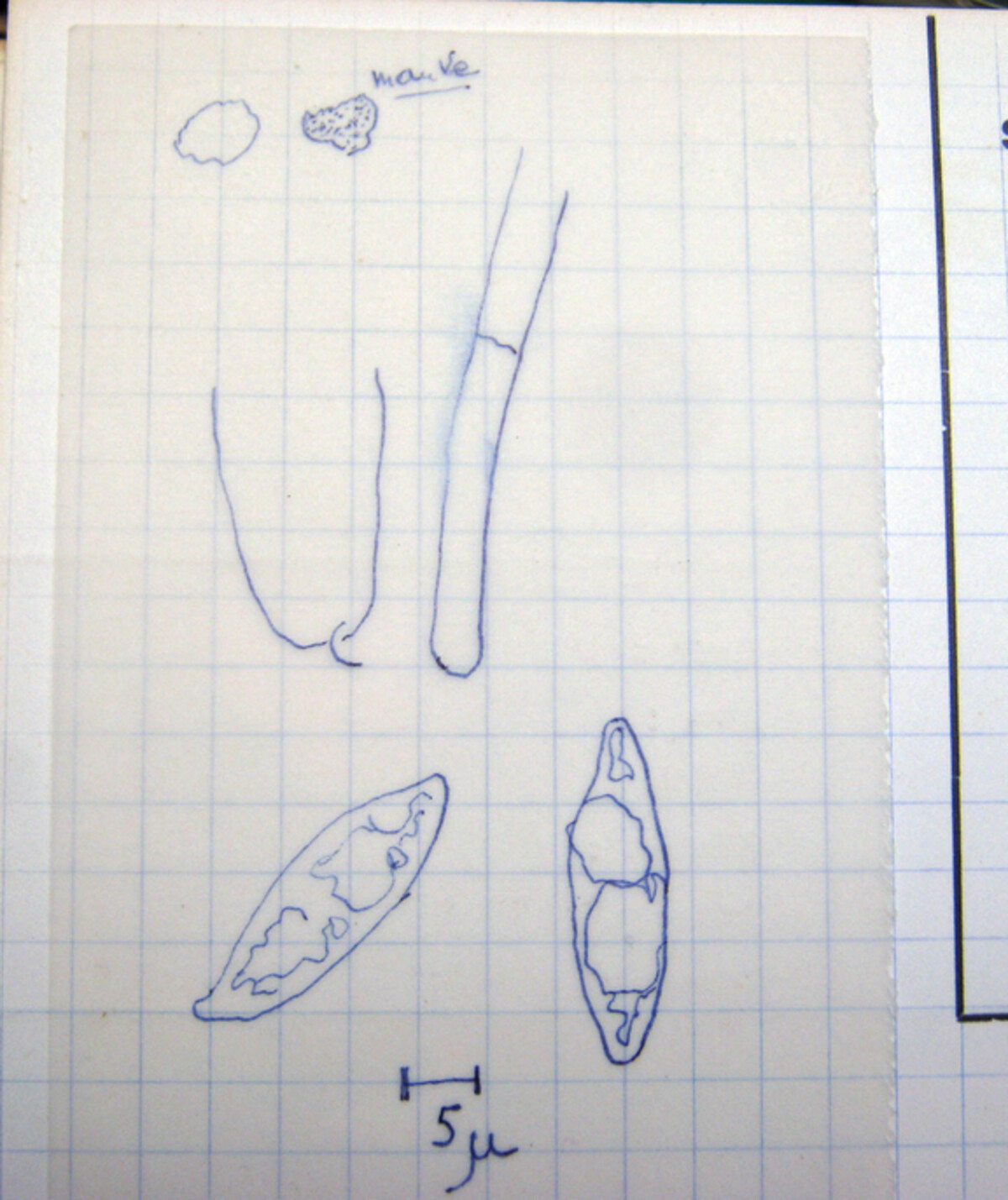 Peziza gerardii image