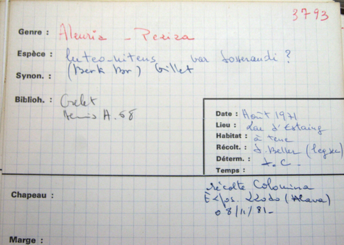 Aleuria luteonitens image