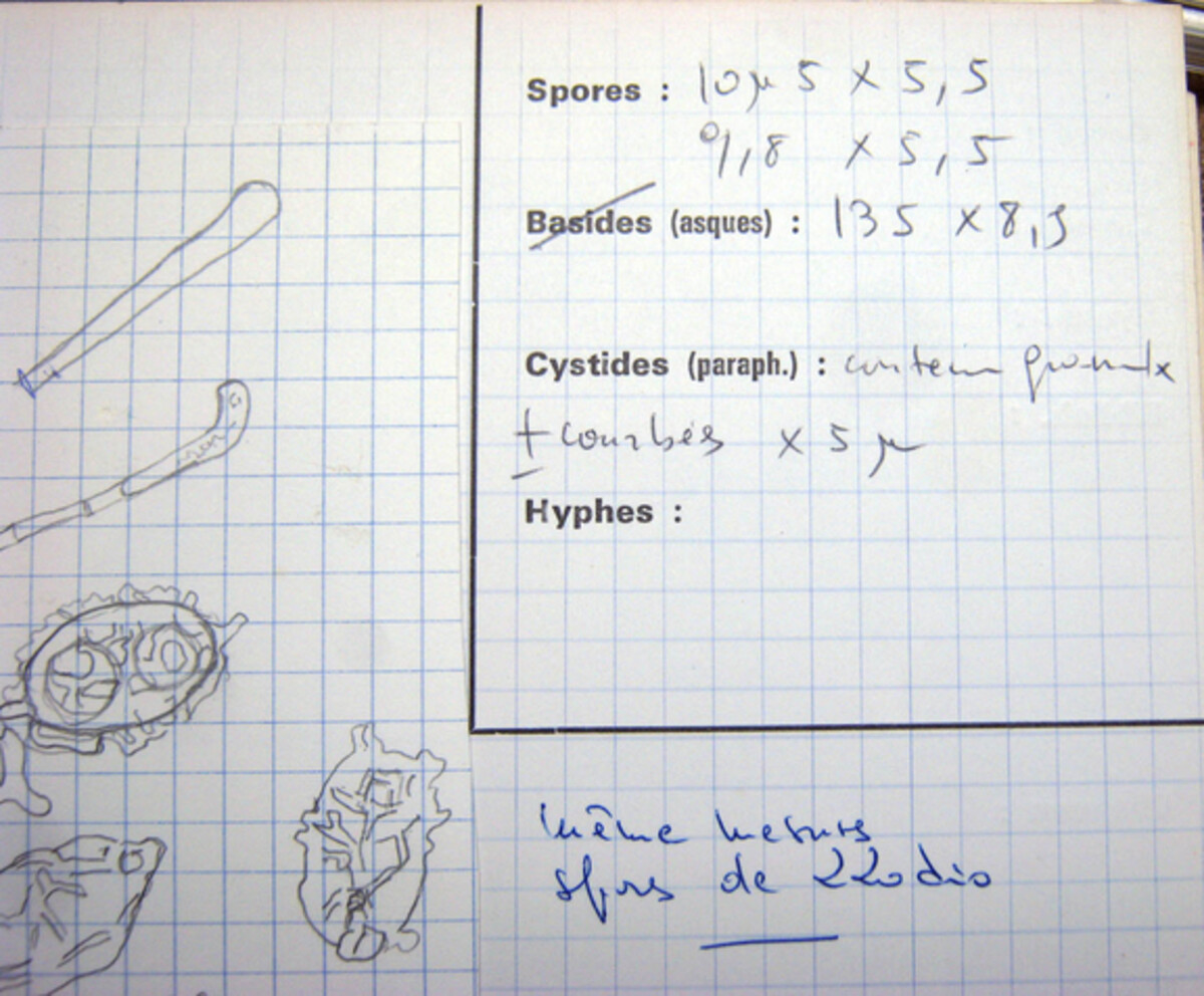 Aleuria luteonitens image