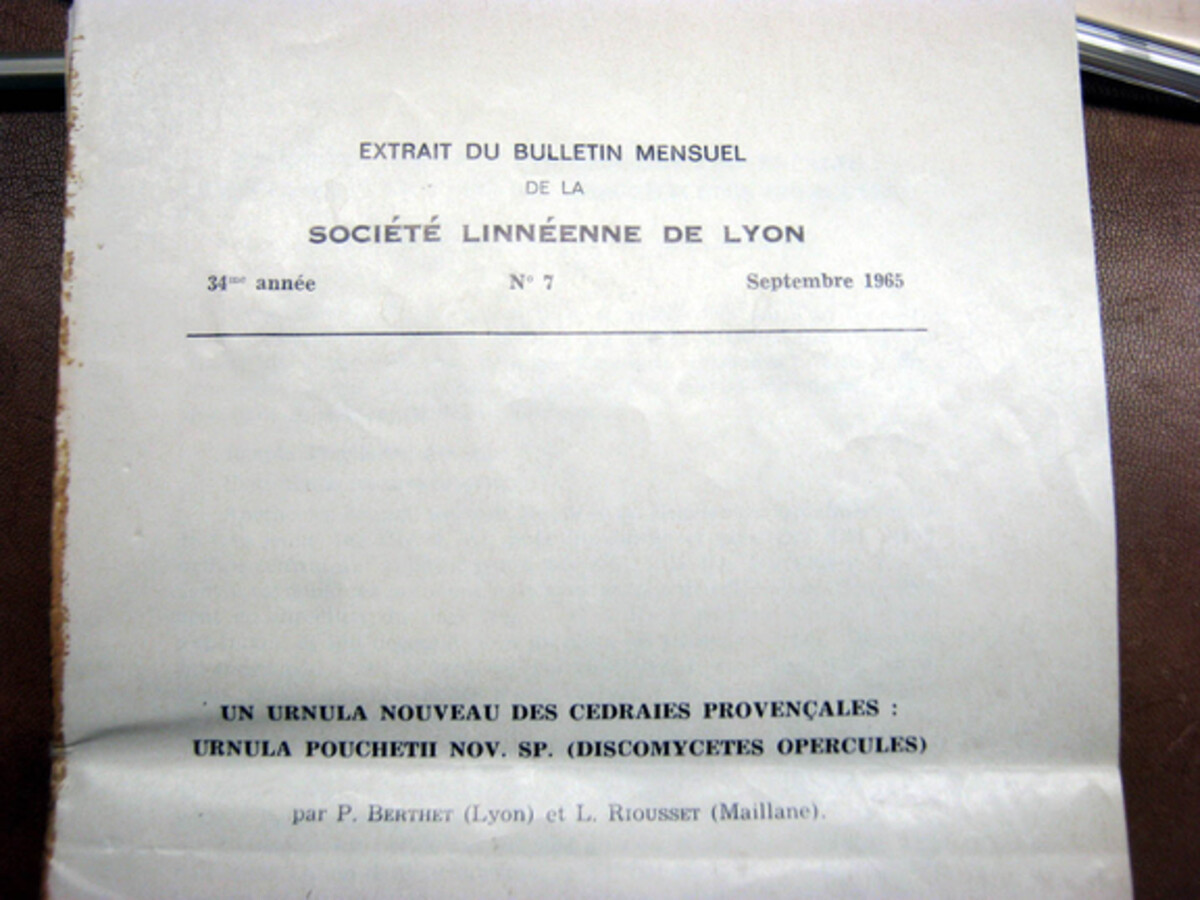 Urnula pouchetii image