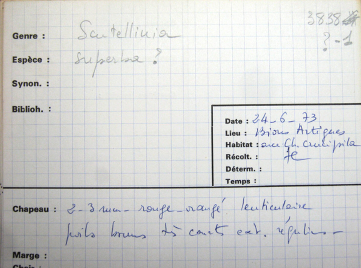 Scutellinia superba image