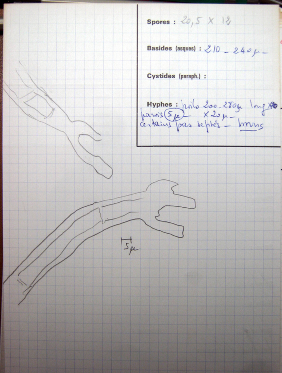 Scutellinia superba image