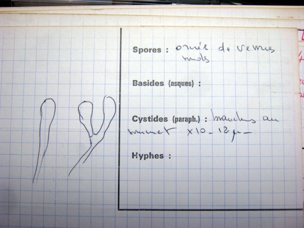 Scutellinia olivascens image