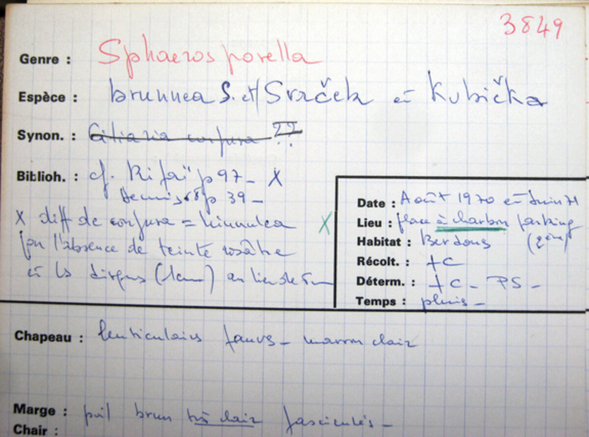Sphaerosporella brunnea image