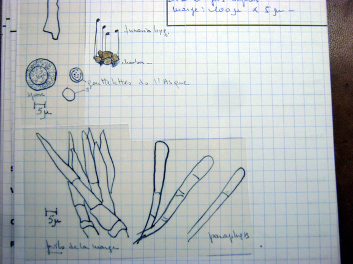Sphaerosporella brunnea image