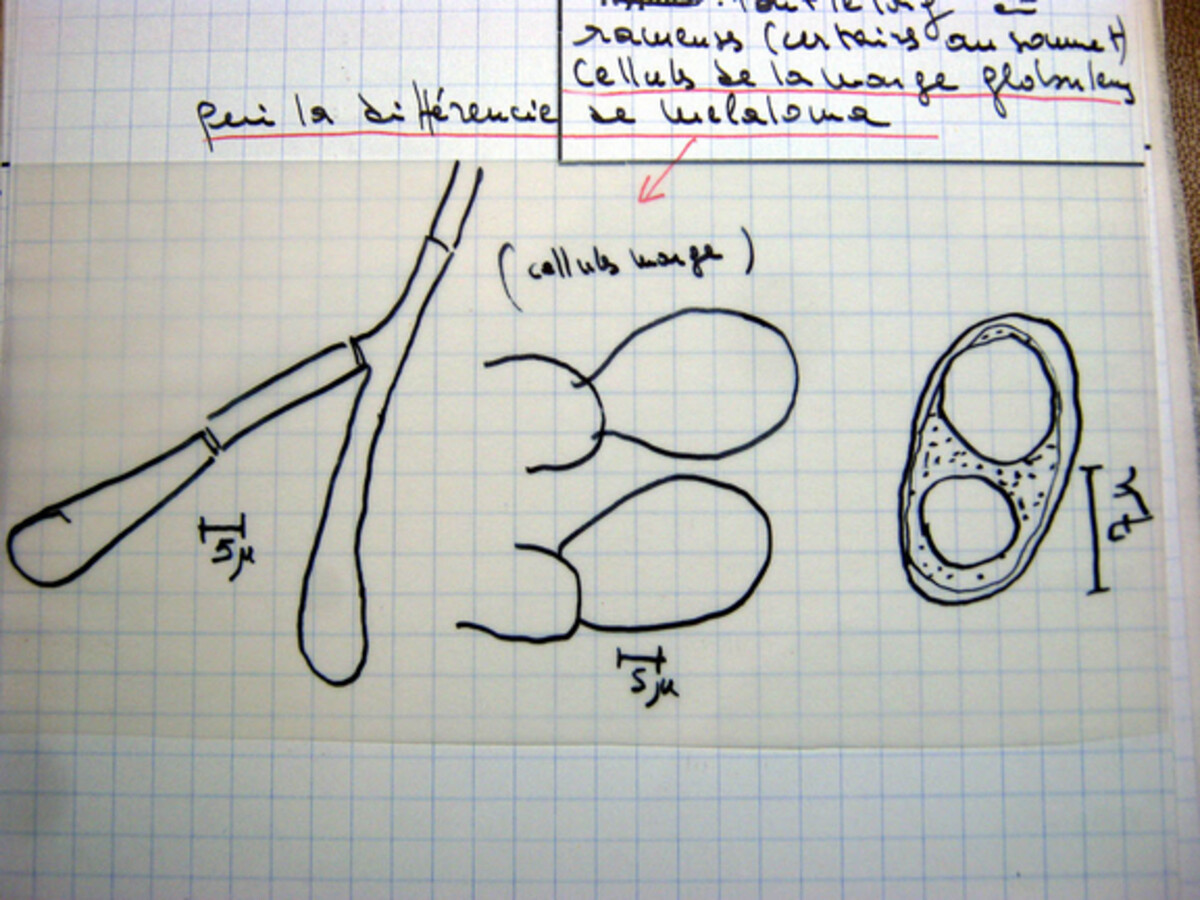 Anthracobia macrocystis image