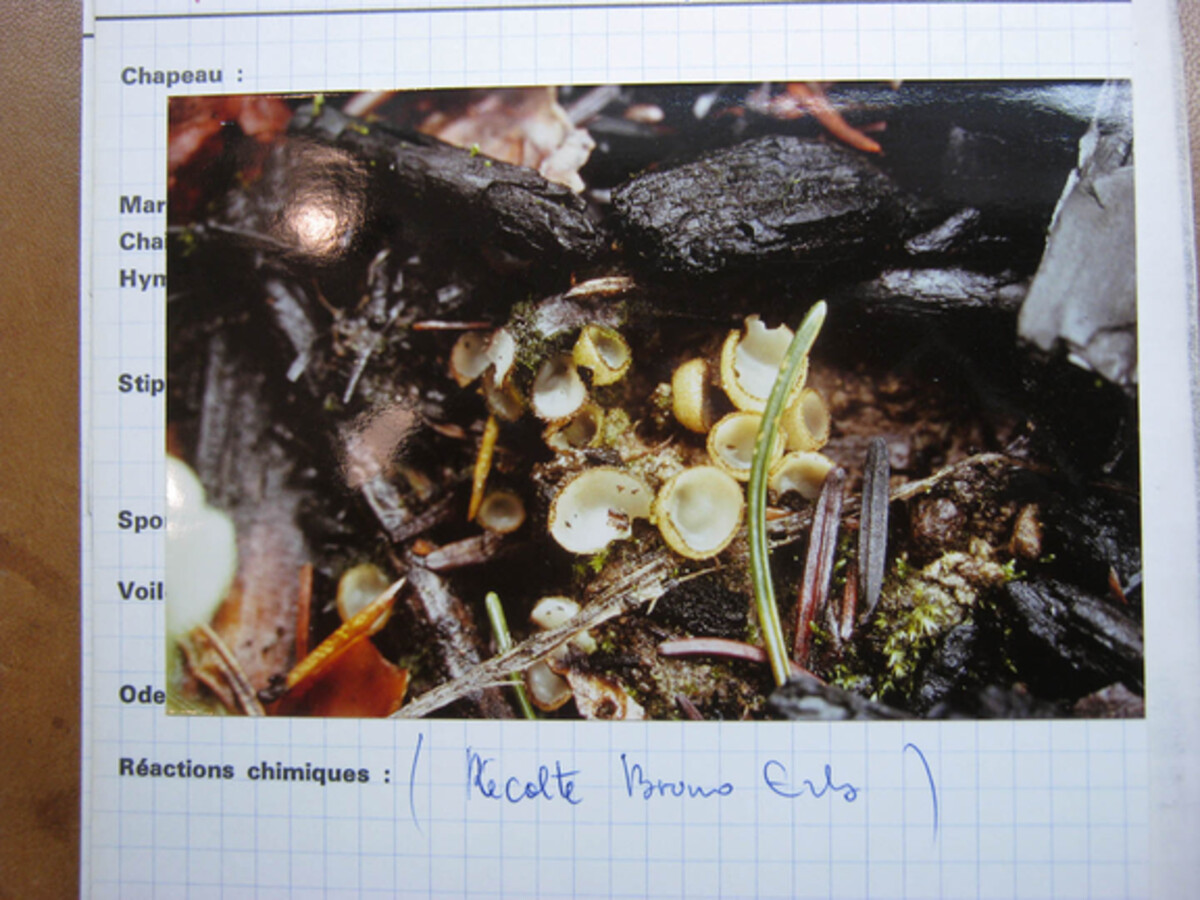 Trichophaea abundans image