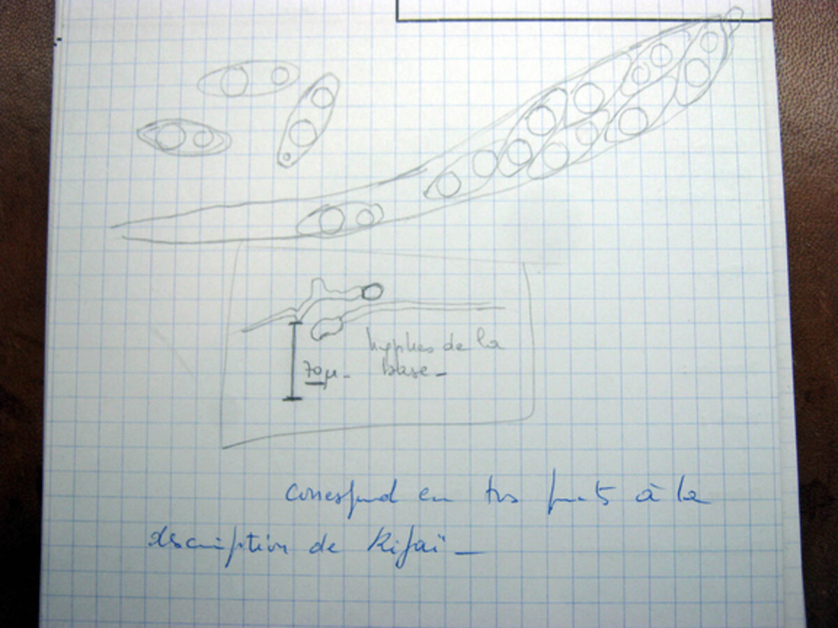 Byssonectria fusispora image