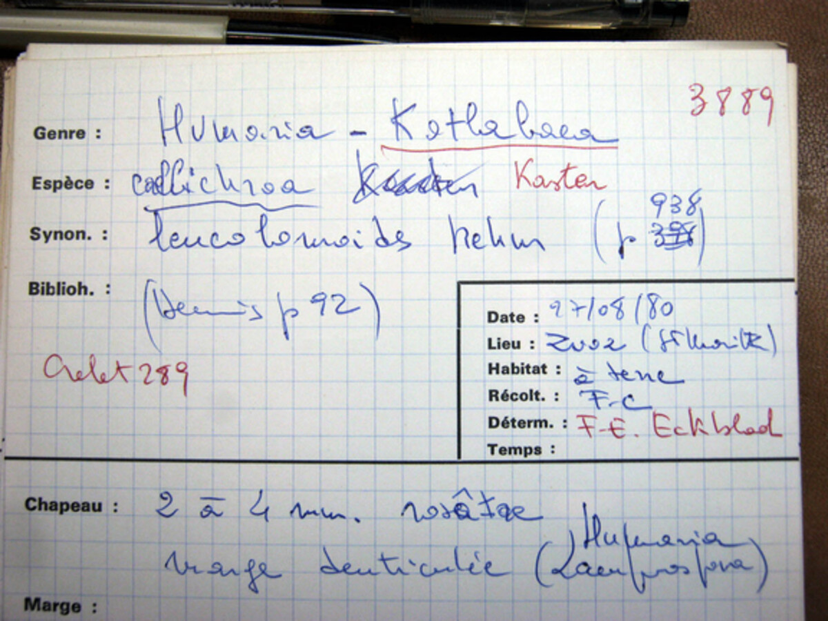 Humaria callichroa image