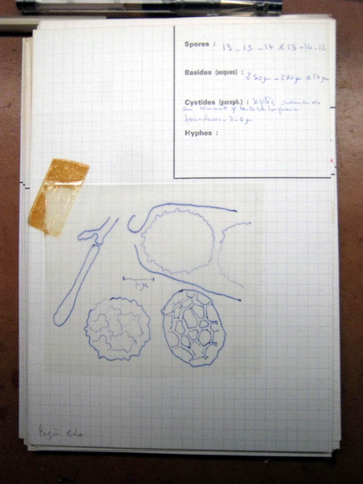 Humaria calospora image