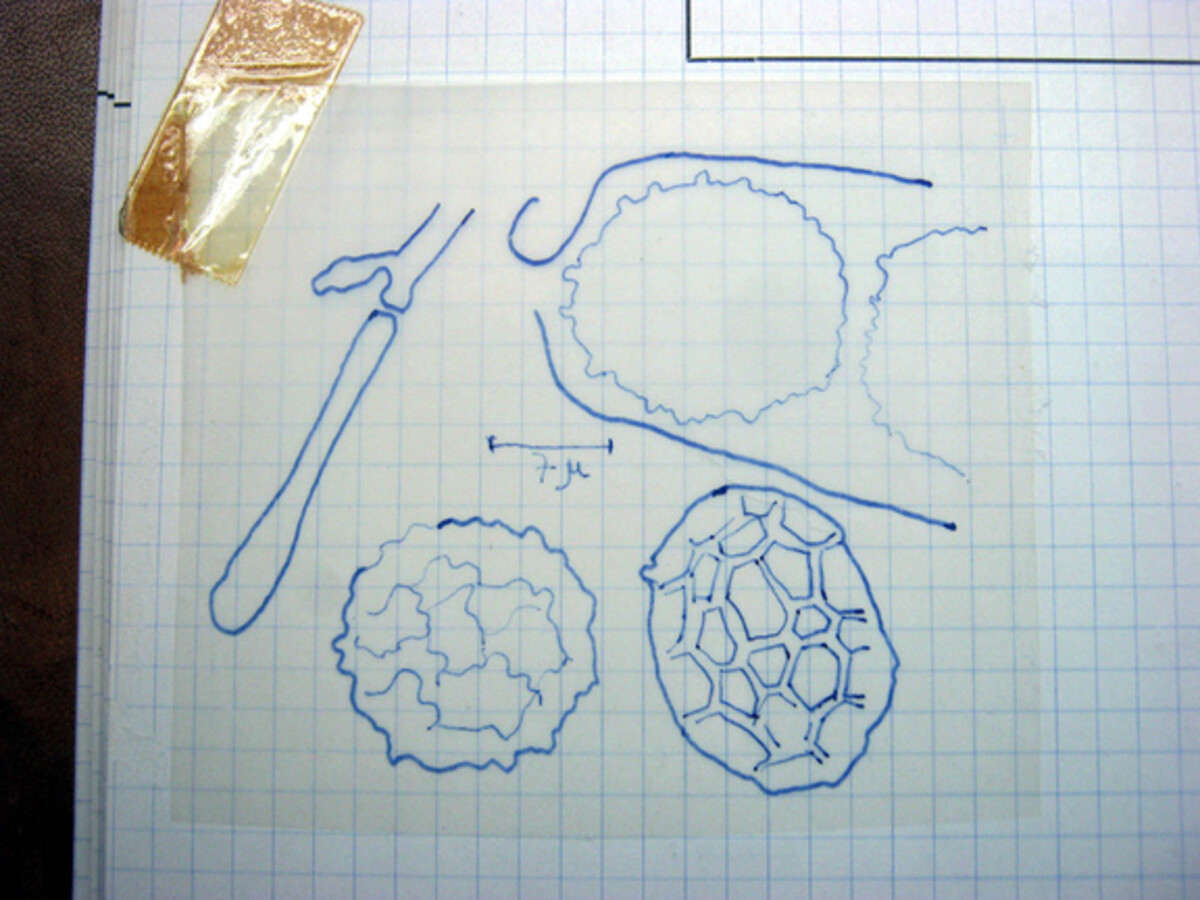 Humaria calospora image