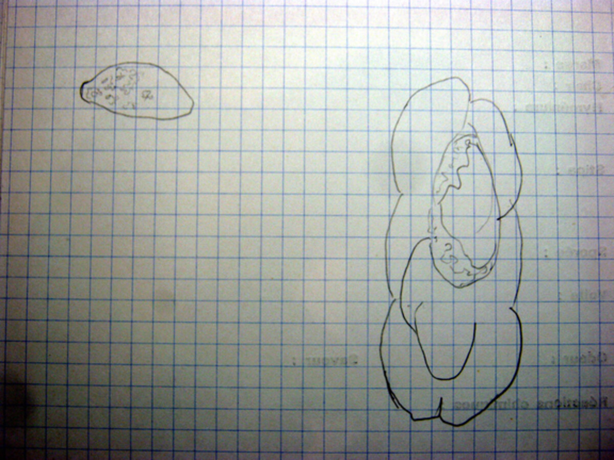 Saccobolus depauperatus image