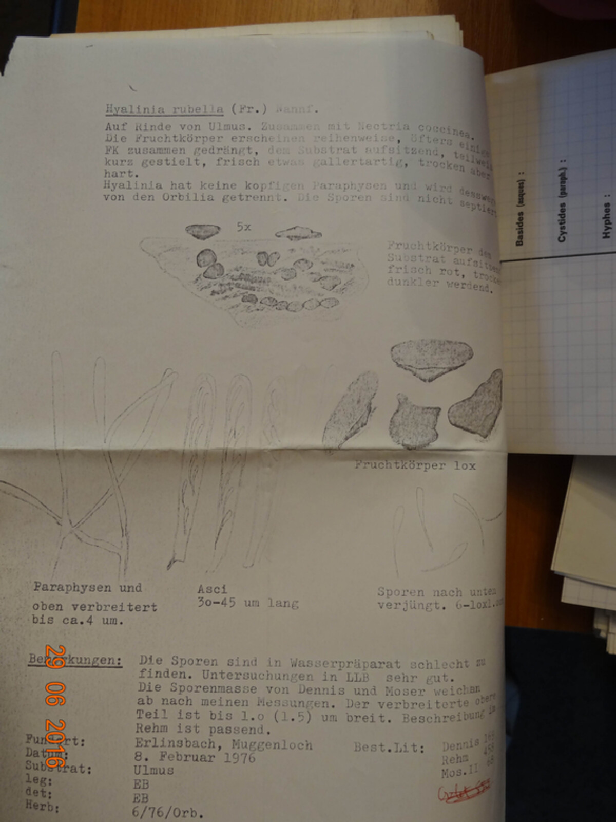 Orbilia coccinella image